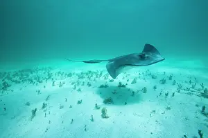 Dasyatis: Cayman Islands, Grand Cayman Island, Underwater
