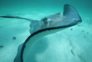 Dasyatis: Cayman Islands, Grand Cayman Island, Underwater