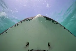 Dasyatis: Cayman Islands, Grand Cayman Island, Underwater