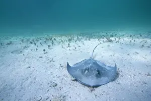 Dasyatis: Cayman Islands, Grand Cayman Island, Underwater