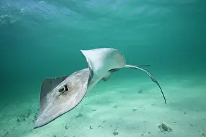 Dasyatis: Cayman Islands, Grand Cayman Island, Underwater