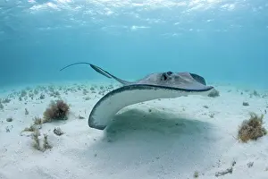 Dasyatis: Cayman Islands, Grand Cayman Island, Underwater