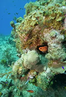 Cayman: Cayman Islands, Grand Cayman Island, Underwater