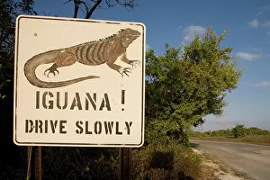 Cayman: Cayman Islands, Little Cayman Island, Iguana