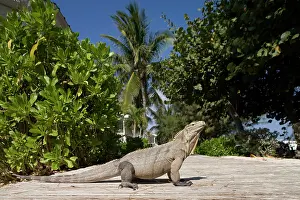 Cayman: Cayman Islands, Little Cayman Island, Lesser