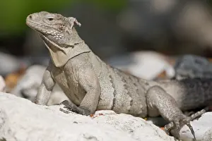 Cayman: Cayman Islands, Little Cayman Island, Lesser