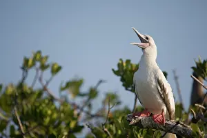 Cayman: Cayman Islands, Little Cayman Island, Red-footed