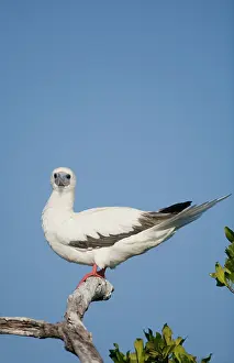 Roosting: Cayman Islands, Little Cayman Island, Red-footed