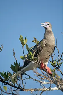 Roosting: Cayman Islands, Little Cayman Island, Red-footed
