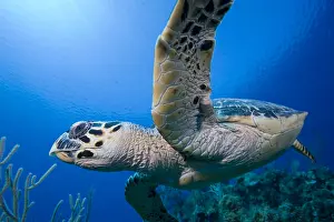 Cayman: Cayman Islands, Little Cayman Island, Underwater
