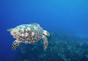 Flipper: Cayman Islands, Little Cayman Island, Underwater