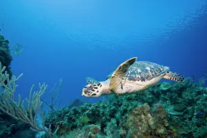 Flipper: Cayman Islands, Little Cayman Island, Underwater