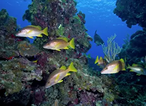 Snapper: Cayman Islands, Little Cayman Island, Underwater