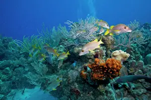 Snapper: Cayman Islands, Little Cayman Island, Underwater