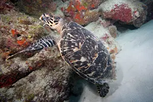 Flipper: Cayman Islands, Little Cayman Island, Underwater