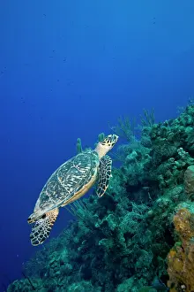 Flipper: Cayman Islands, Little Cayman Island, Underwater