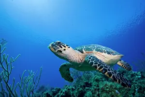 Flipper: Cayman Islands, Little Cayman Island, Underwater
