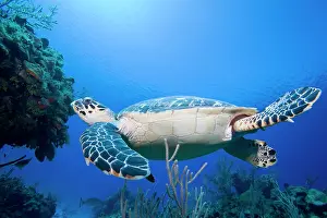Flipper: Cayman Islands, Little Cayman Island, Underwater
