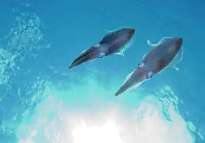 Cayman: Cayman Islands, Little Cayman Island, Underwater