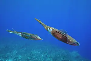 Cayman: Cayman Islands, Little Cayman Island, Underwater