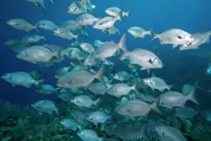 Cayman: Cayman Islands, Little Cayman Island, Underwater