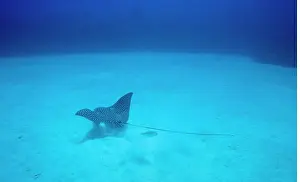 Cayman: Cayman Islands, Little Cayman Island, Underwater