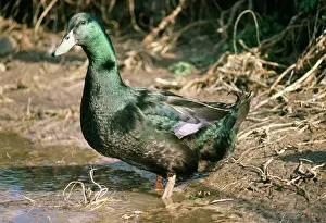 Farmyards: Cayuga DUCK - domestic