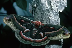 Cecropia: Cecropia Moth