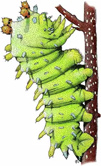 Cecropia: Cecropia Moth