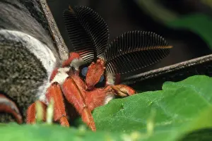 Saturniid: Cecropia Moth