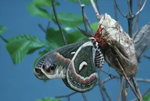 Saturniid: Cecropia Moth
