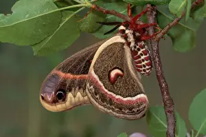 Sequence: Cecropia Moth