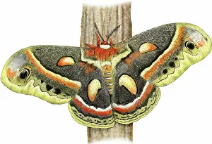 Cecropia: Cecropia Moth Caterpillar
