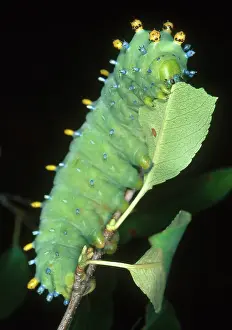 Saturniid: Cecropia Moth Caterpillar