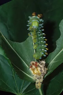 Saturniid: Cecropia Moth Caterpillar