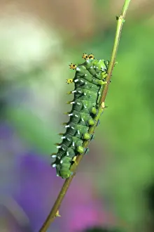 Larvae: Cecropia Moth Caterpillar