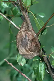Saturniid: Cecropia Moth Cocoon