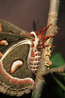 Saturniid: Cecropia Moth with Eggs