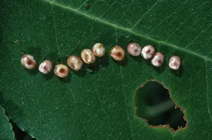 Saturniid: Cecropia Moth Eggs