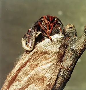Donna Dickson: Cecropia Moth - emerging from cocoon