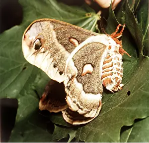 Donna Dickson: CECROPIA MOTH - laying eggs
