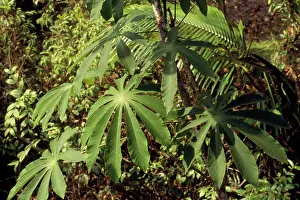 Emma Gordon: Cecropia Tree