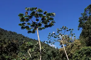 Cecropia: Cecropia Tree - in the cloud forest zone, viewed from below