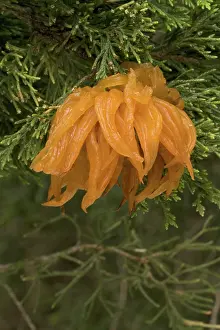 Cedar: Cedar-apple rust