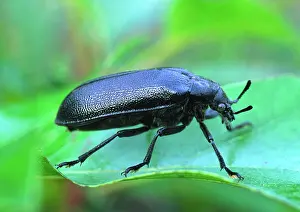 Niger: Cedar Beetle