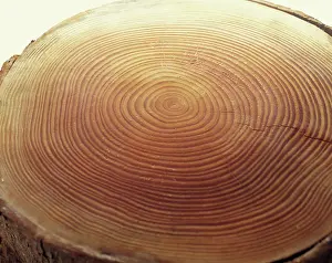 Rings: Cedar, Cedrus, A slice through a tree trunk showing