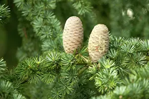 Cedars: CEDAR - cones on Cedar tree