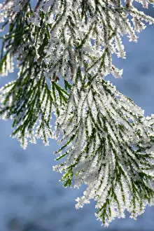 Cedars: Cedar - covered in frost