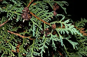 Cedars: CEDAR - EASTERN ARBOR-VITAE