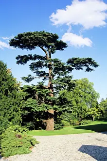 Cedars: Cedar of Lebanon